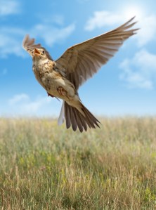 Welcome Home, Dr. Welles